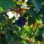 Wine Tasting 15 Leoness